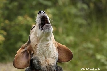 Why Is My Dog Howling and Barking at Nothing? Expert Insights & Solutions