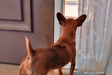 Effective Ways to Stop Your Dog from Barking at Visitors