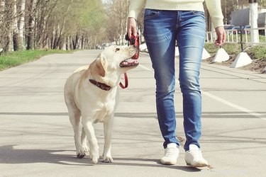 Create a Daily Routine for Your Dog: Boost Happiness & Health