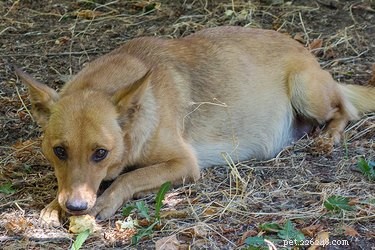Key Behavioral Changes in Pregnant Dogs: What to Expect