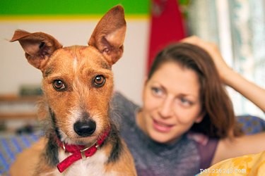 The Science Behind Dogs  Ear Movements: Why They Raise and Lower Their Ears