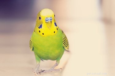 Top Quiet Pet Birds for Low‑Noise Homes