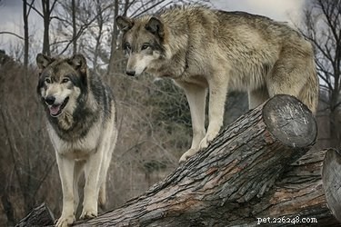 Understanding Pack Dynamics: How Wolves and Dogs Compare