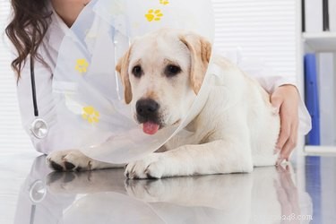 How Neutering Alters Your Dog s Behavior