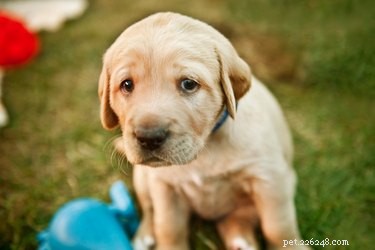 Why Bored Dogs Whine: Understanding Their Signals and How to Help
