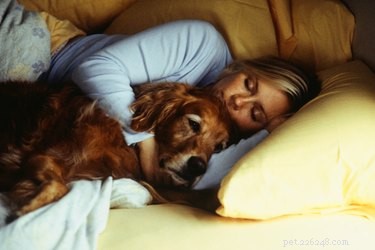 Should You Let Your Dog Sleep on Your Bed? A Practical Guide