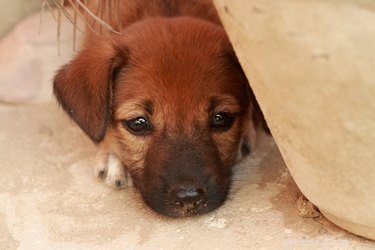 Understanding Your Puppy’s Hiding and Growling: Causes & How to Help