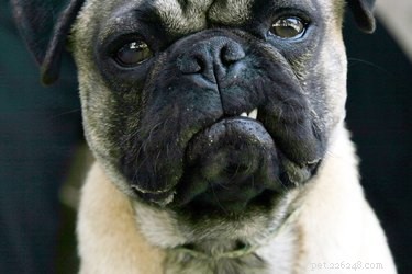 Why Your Dog Growls When Lifted: Signs of Pain & How to Safely Address It