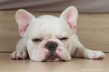 Does Lack of Sleep Make Puppies Cranky? Learn the Signs and Remedies