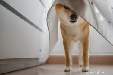 Does Lack of Sleep Make Puppies Cranky? Learn the Signs and Remedies