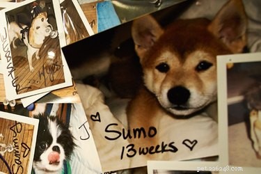 Do Dogs Possess Long-Term Memory? A Scientific Overview