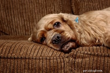 Understanding Your Dog’s Lethargy: Causes & Solutions