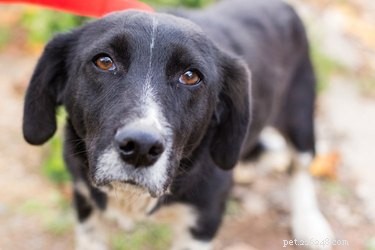 Stop Your Dog from Snapping at Your Collar: Proven Solutions