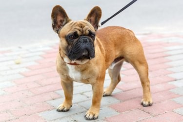 Essential Dog Walking Techniques for Health and Behavior