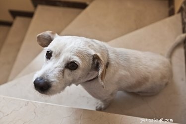 How to Keep Your Puppy from Climbing Upstairs: Simple Training & Home Tips
