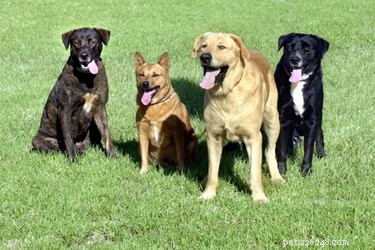Understanding Dog Social Hierarchies: How Dogs Organize Their Pack