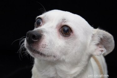 10 Clear Signs Your Dog Is Feeling Intimidated