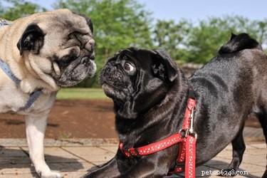What to Do When Another Dog Mounts Your Dog: A Owner’s Guide