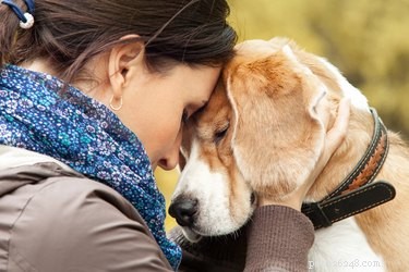 Can Dogs Sense Your Grief? How Pets Recognize Emotional Loss