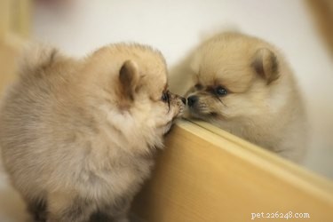 Can Dogs Recognize Their Own Reflection? Understanding Self‑Awareness in Canines