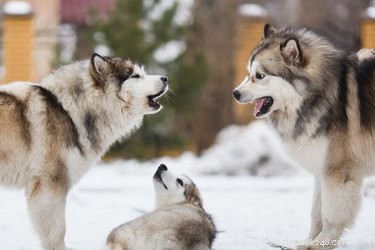 Instinct or Training? Understanding Why Dogs Bark