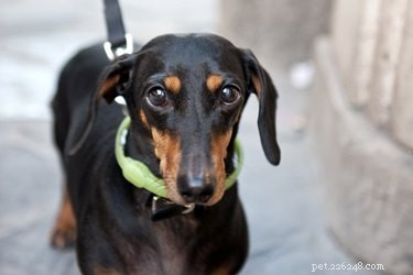Prevent Male Dogs from Marking Other Homes: Quick, Effective Training Tips