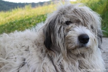 Why Timely Removal of Dog Fur Mats Is Essential for Your Pet’s Health