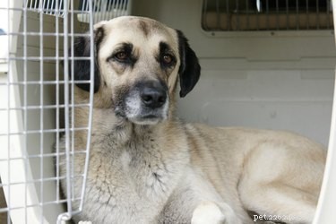 How to Calmly Release a Fearful Dog From Its Crate