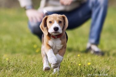 Optimal Timing for Puppy Training Classes: When to Begin