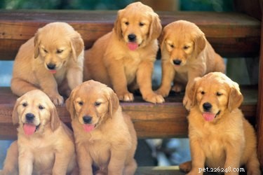 Can Dog Siblings Recognize One Another? Insights into Canine Family Bonds