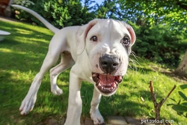 Understanding Why Dogs Bite Their Owners—and How to Prevent It