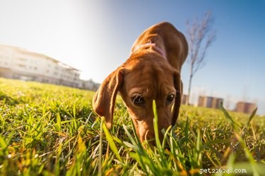 Why Dogs Eat Odd Things: Causes, Health Risks, and How to Stop It