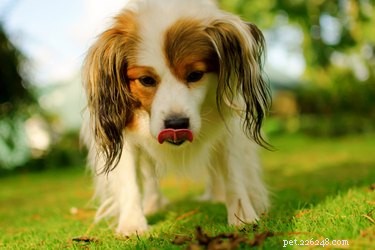 Why Dogs Eat Odd Things: Causes, Health Risks, and How to Stop It