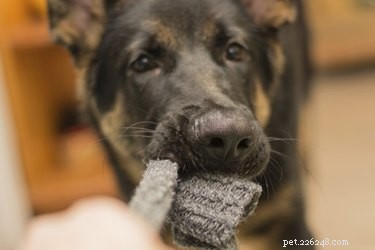 How to Prevent Your Dog from Stealing and Running Away