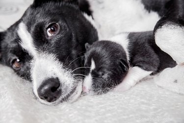 Do Puppies Truly Mirror Their Parents? Understanding Genetic Traits in Dogs