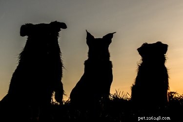 How to Successfully Introduce a Female Dog to Two Male Companions