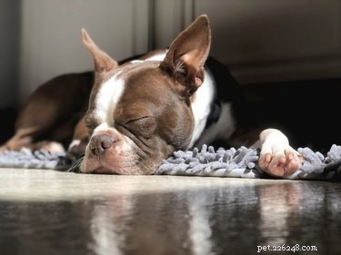 Why Do Dogs Grunt When They’re Relaxed? The Science Behind Their Calm Vocalizations
