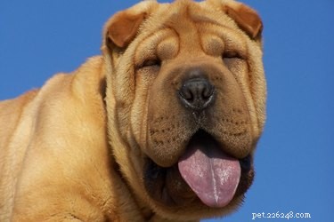 Clean Your Dog’s Facial Wrinkles: A Quick, Easy Guide