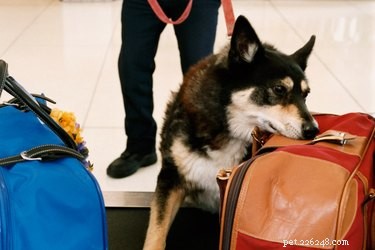 Best Dog Breeds for Drug Detection: Beyond the German Shepherd