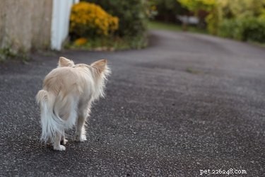 Understanding and Managing Male Dog Roaming Behavior