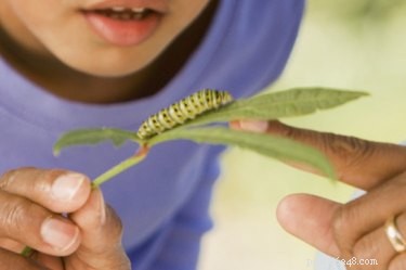 Can Caterpillars Harm Your Dog? Understanding Risks and Precautions