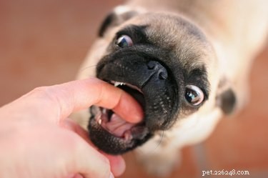 Why Your Dog Nibbles: Causes, Meaning, and How to Stop It