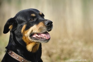 Top Strongest Dog Breeds: Power, Size, and Strength Explained