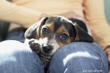 Why Dogs Sit on You: Understanding Their Comfort and Connection