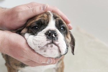 Why Dogs Love Swimming But Fear Baths: Common Causes Explained