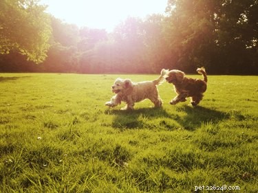 Prevent Sibling Puppy Fights: Effective Training Tips & Strategies