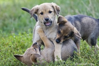 Prevent Sibling Puppy Fights: Effective Training Tips & Strategies