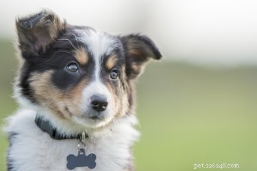 Why Puppies Hump: What It Means and How to Handle the Behavior