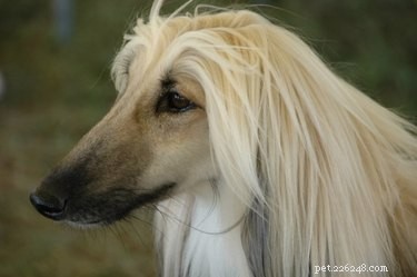 Top Long‑Haired Dog Breeds for Every Lifestyle