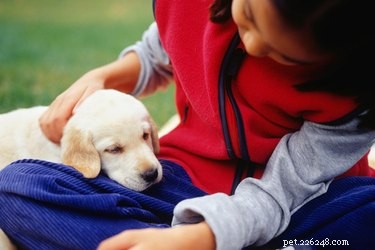 How Dogs Express Affection: A Guide to Understanding Their Love Signals